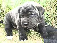 italian mastiff puppy